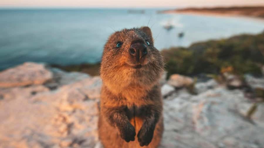 From Perth: Rottnest Island Ferry & Bus Day Tour - Who should book this Rottnest day trip from Perth?