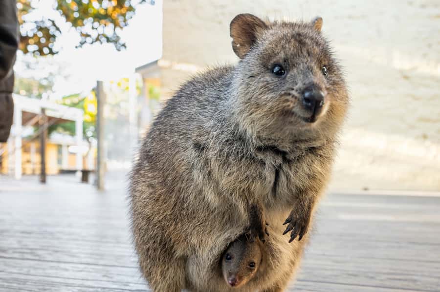 From Perth: Rottnest Island Full-Day Bike and Ferry Trip - Wadjemup Lighthouse vs. West End: Choose Your Day’s Challenge