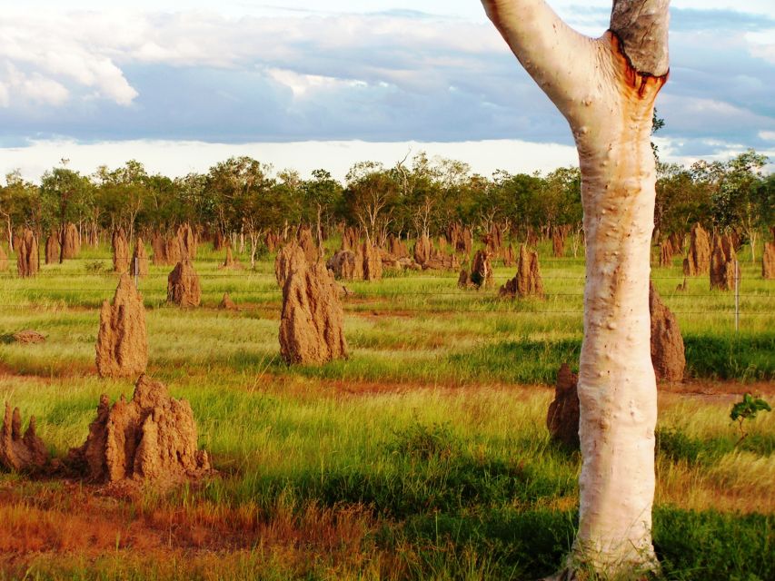 From Port Douglas: Atherton Tablelands Adventure - Who This Tour Suits Best (and Who Should Rethink It)