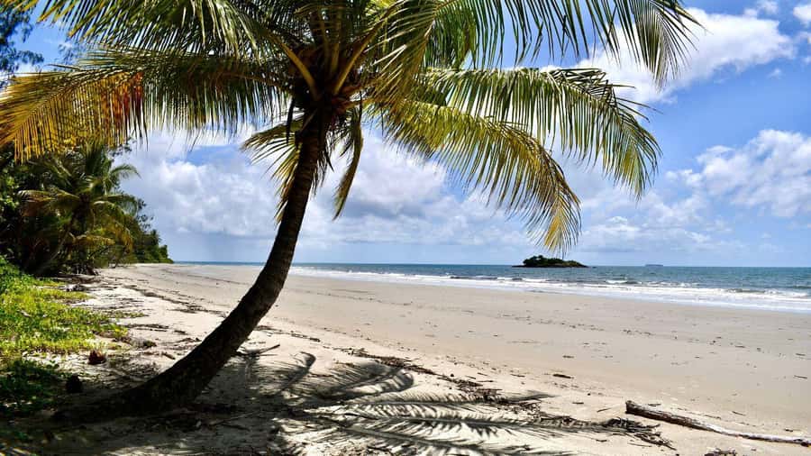 From Port Douglas: Daintree Rainforest & Mossman Gorge Tour - Daintree Ice Cream Co.: optional, local, and worth it as a final treat