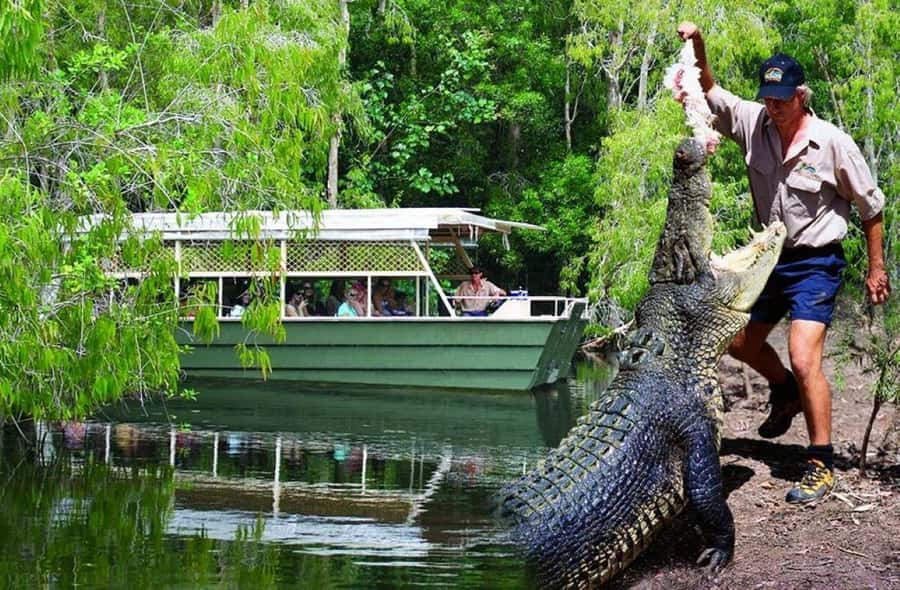 From Port Douglas: Hartley's Crocodile Park, Skyrail & Train - Key Highlights You Should Know Before You Go