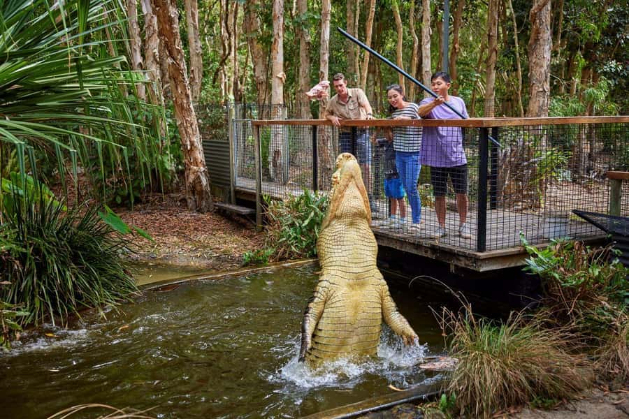 From Port Douglas: Hartley's Crocodile Park, Skyrail & Train - Skyrail Rainforest Cableway: How to See World Heritage Rainforest Without the Sweat