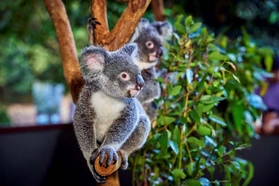 From Port Douglas: Hartley's Crocodile Park, Skyrail & Train - Hartley’s Crocodile Adventure Park: Boat Cruise, Feeding Time, and Real Animal Variety