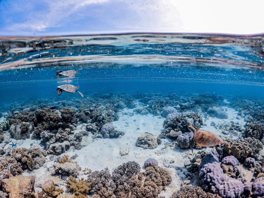 From Port Douglas: Outer Reef Cruise by Luxury Catamaran - Wildlife highlights you may see (and why it feels different here)