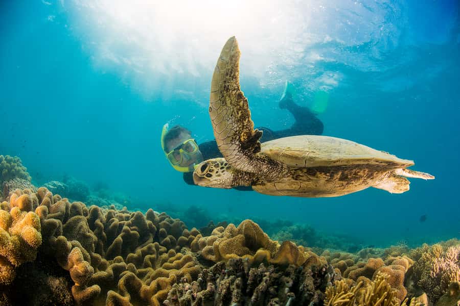 From Port Douglas: Sail to Low Isles Great Barrier Reef - Before Low Isles: the marine biologist talk that changes what you see
