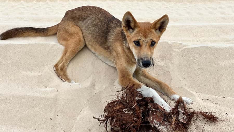 From Rainbow Beach: K'gari (Fraser Island) Full-Day Tour - Central Station Rainforest and Wanggoolba Creek: Tide-Dependent Magic
