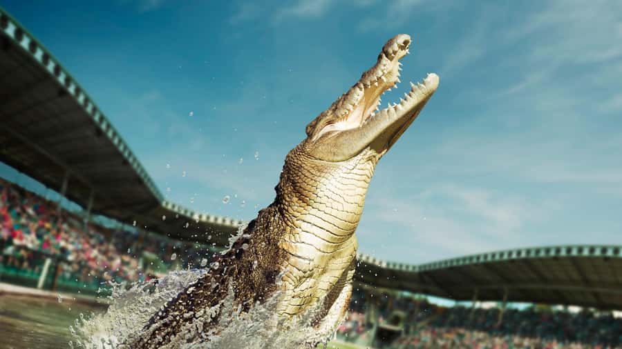 From Sunshine Coast: Australia Zoo Entry Ticket and Transfer - Key highlights you’ll care about