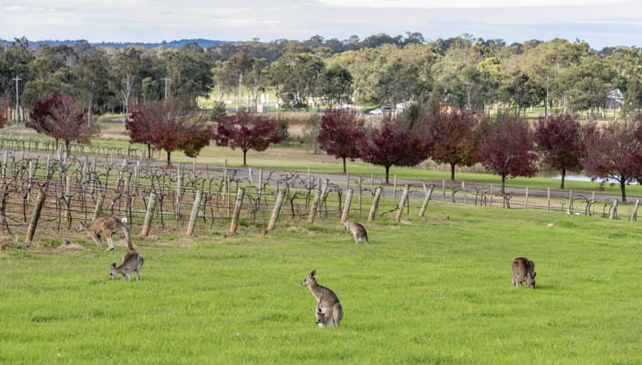 From Sydney: All Inclusive Boutique Hunter Valley Wine Tour - Sydney pickup and the long morning drive that does not waste your day
