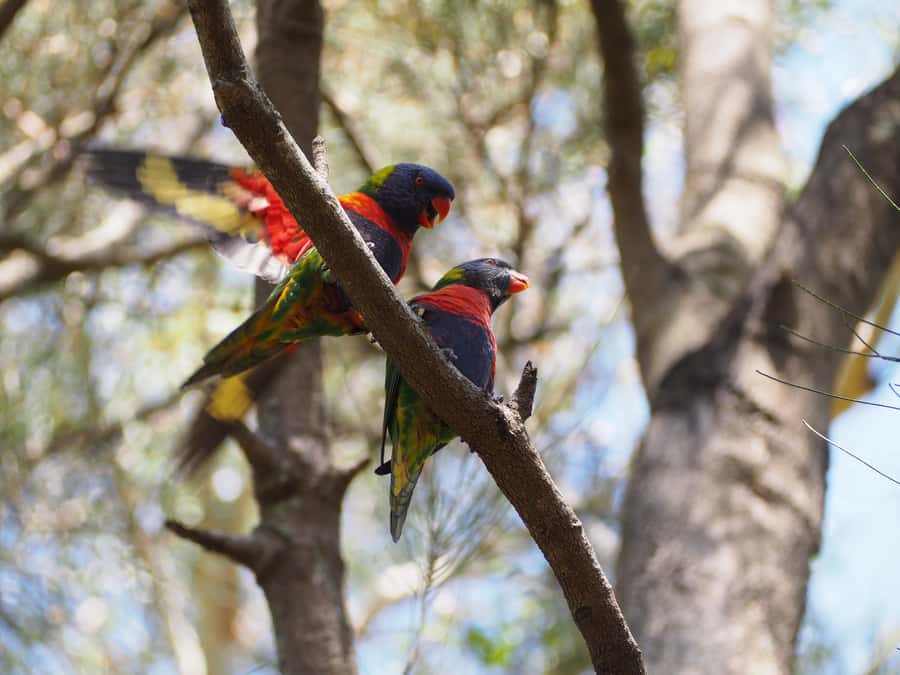From Sydney: Australian Wildlife Safari with Lunch & Dinner - Key Things You’ll Notice on This Wildlife Safari