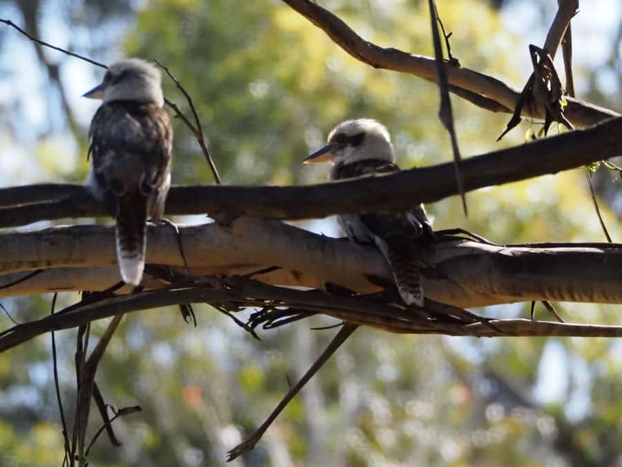 From Sydney: Australian Wildlife Safari with Lunch & Dinner - Circular Quay Meet-Up and the 90-Minute Ride into the Southern Highlands