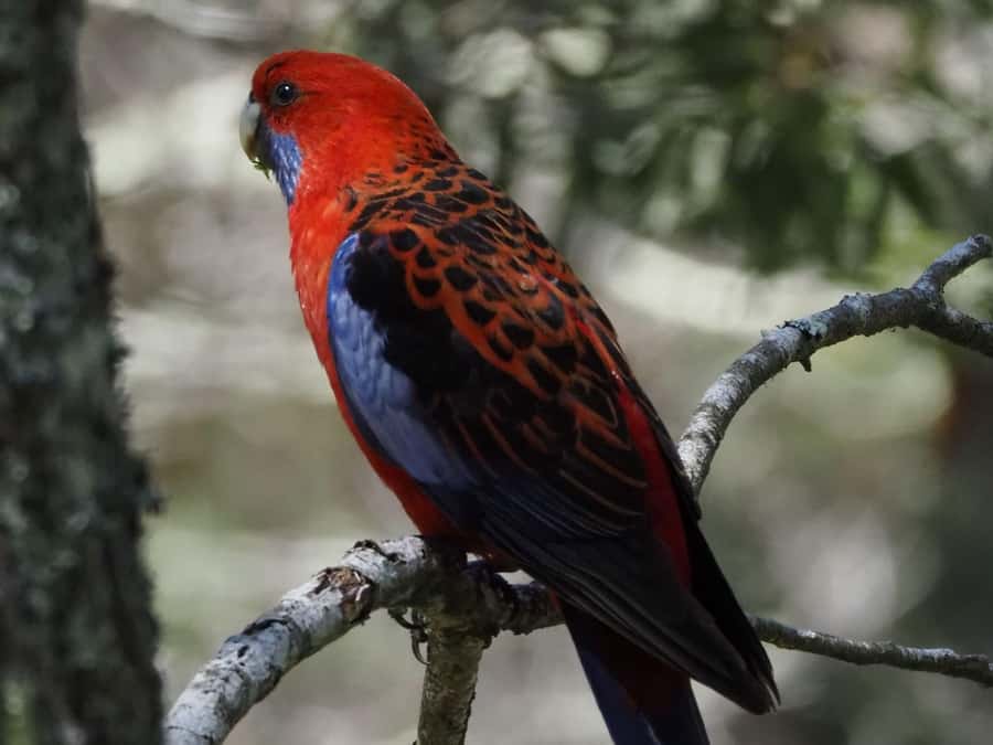 From Sydney: Australian Wildlife Safari with Lunch & Dinner - Kookaburras, Rosellas, Cockatoos, and Emus in Open Country
