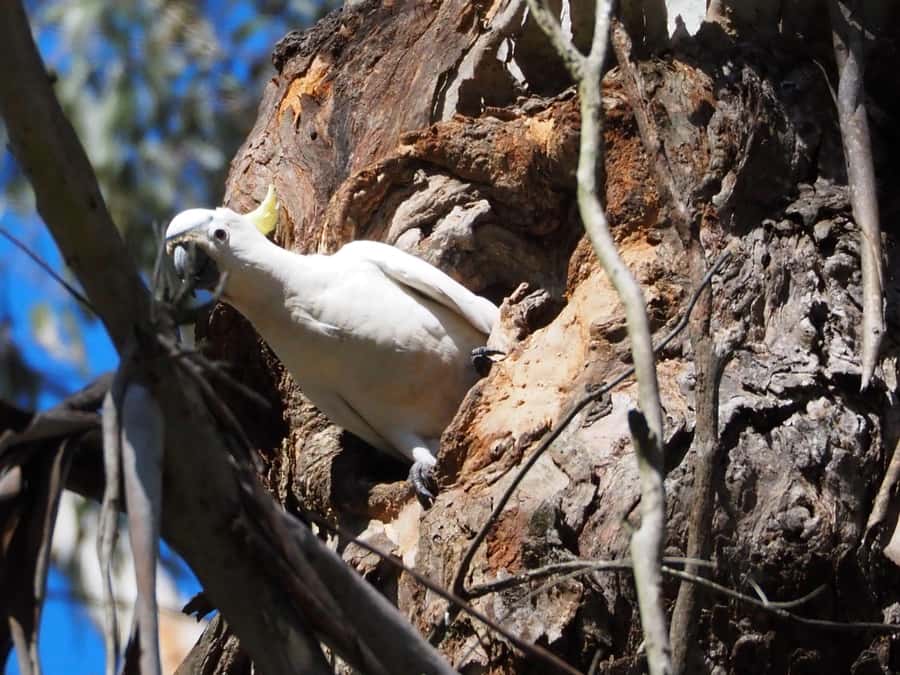 From Sydney: Australian Wildlife Safari with Lunch & Dinner - Historic Country Pub Dinner Before Night Spotting