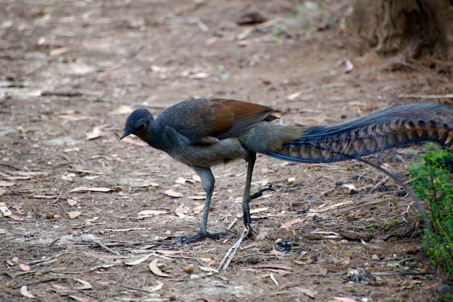 From Sydney: Australian Wildlife Safari with Lunch & Dinner - Price and Value: Is $300 for 10 Hours Reasonable?