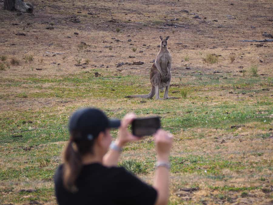 From Sydney: Australian Wildlife Safari with Lunch & Dinner - What to Pack and Wear for Southern Highlands Wildlife Time