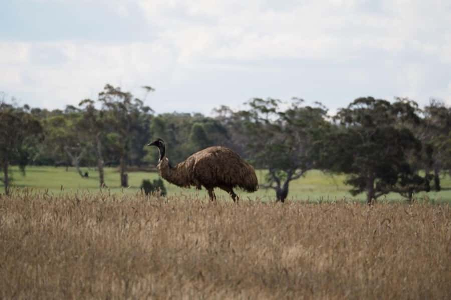 From Sydney: Australian Wildlife Safari with Lunch & Dinner - Who This Safari Fits Best (and Who Might Want Another Option)