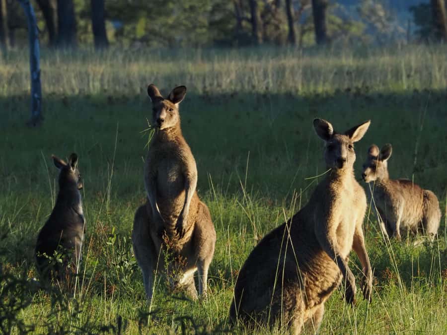 From Sydney: Australian Wildlife Safari with Lunch & Dinner - Lunch, Conservation Stories, and Real Wildlife-Tracking Skills