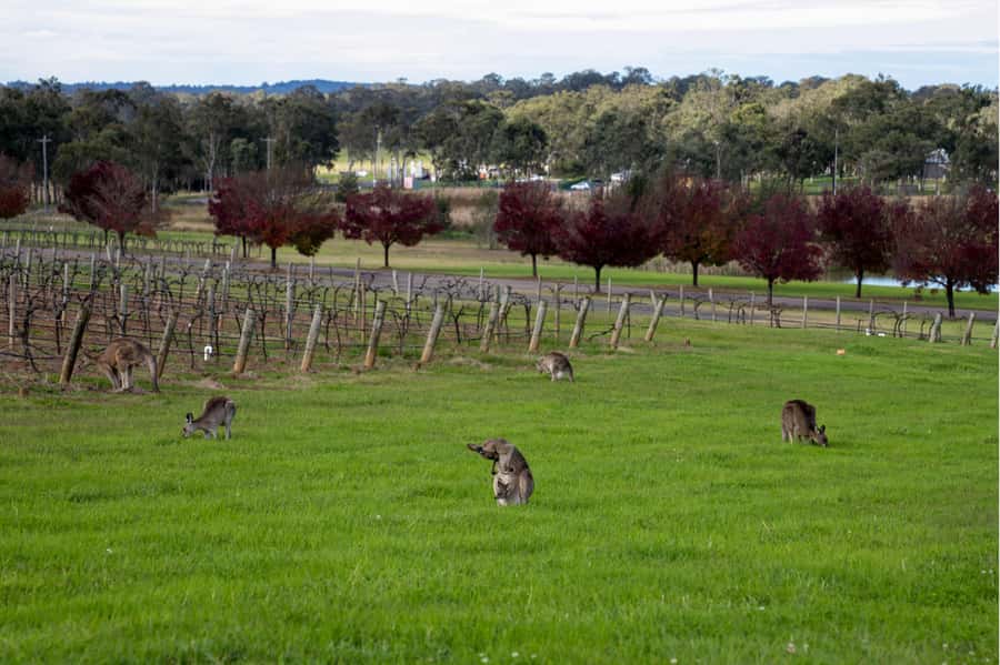 From Sydney: Award-Winning Hunter Valley Wine & Cheese Tour - Cheese tasting at Hunter Valley Cheese Company: smart pairing, mixed portion feedback
