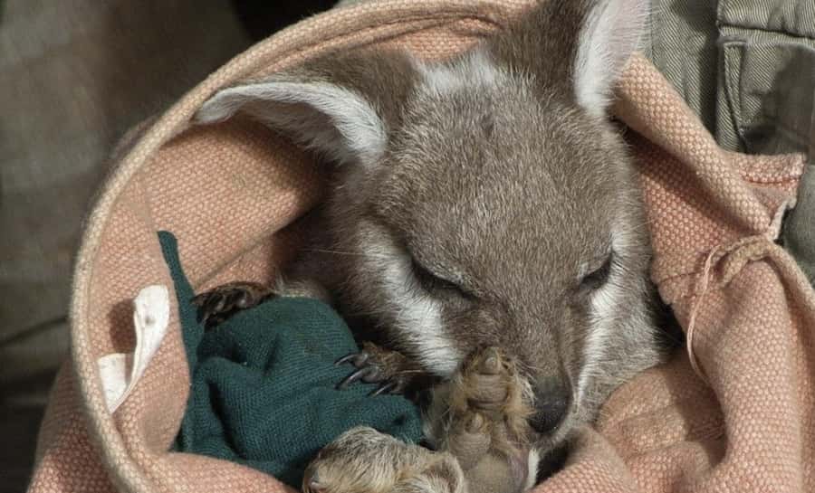 From Sydney: Blue Mountains Bushwalks & Featherdale Tour - Why This 11-Hour Blue Mountains Mix Works From Sydney
