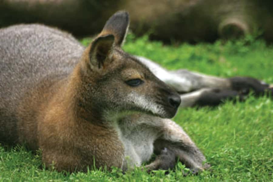 From Sydney: Blue Mountains Bushwalks & Featherdale Tour - Lunch in Leura or Katoomba and How to Eat Well Without Guessing