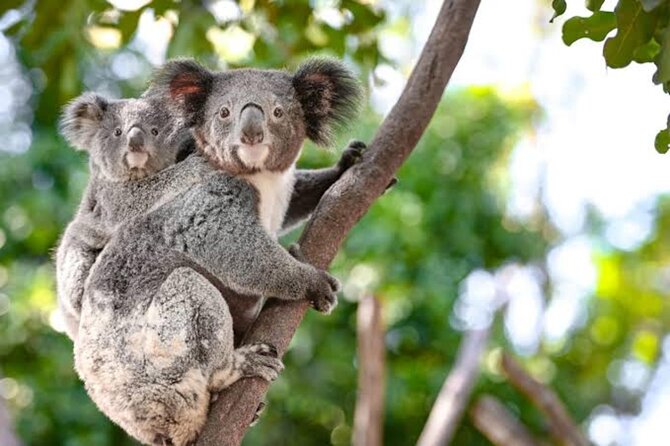 From Sydney: Blue Mountains Private Tour with Wildlife Park - Price and logistics for a group of up to 6