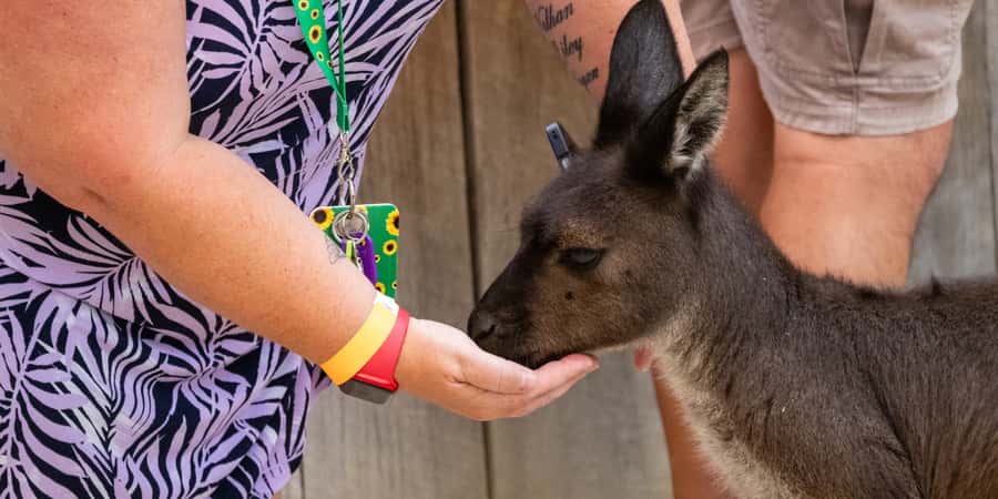 From Sydney: Blue Mountains, Scenic Railway, & Sydney Zoo - Scenic World: steep railway, cableway treetop views, and the skyway overhead