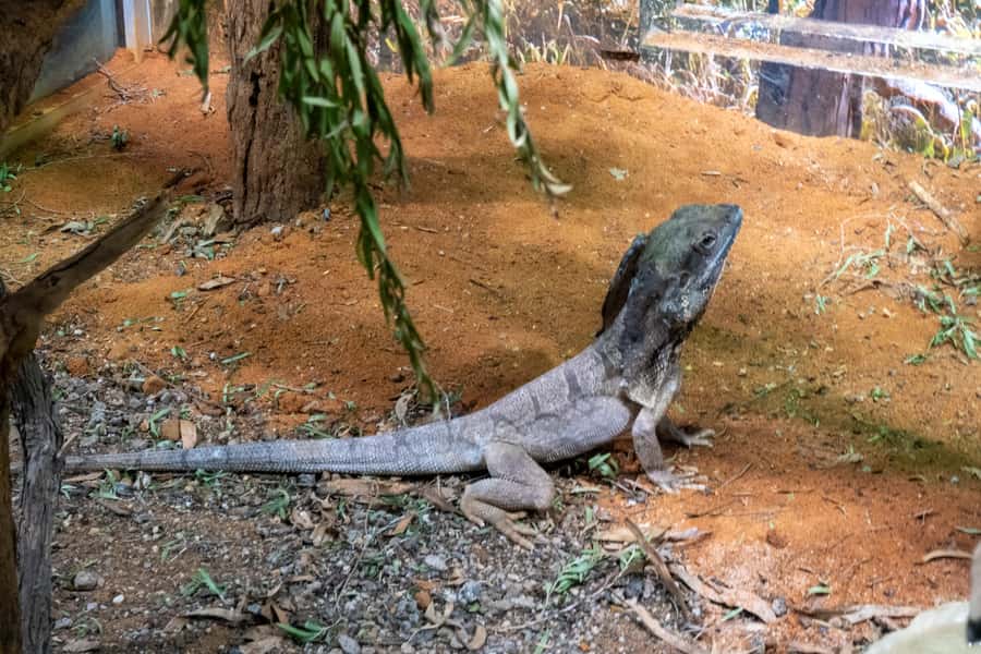 From Sydney: Blue Mountains, Scenic Railway, & Sydney Zoo - Price and value: what $117 buys you—and what costs extra