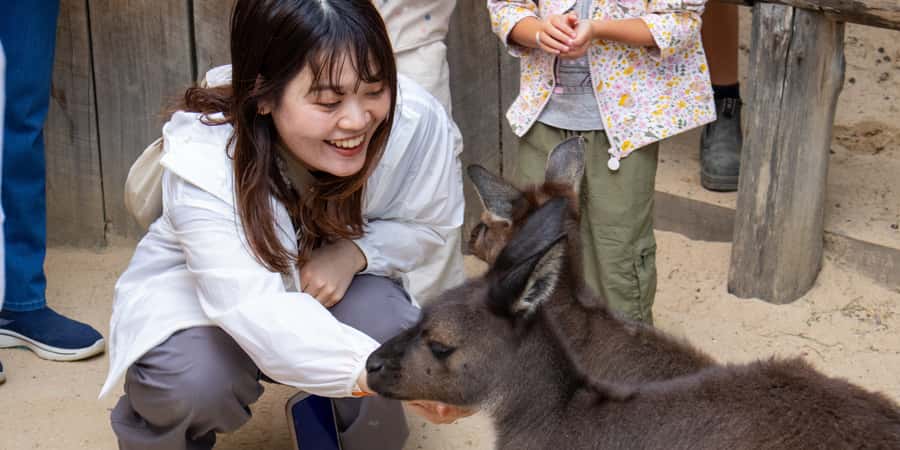 From Sydney: Blue Mountains, Scenic Railway, & Sydney Zoo - Who this day trip fits best (and who should look elsewhere)