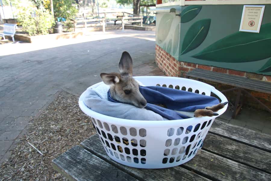 From Sydney: Blue Mountains Small-Group Tour Picnic & Hike - Evans Lookout to Govetts Leap: The Self-Guided Hike That Actually Matters