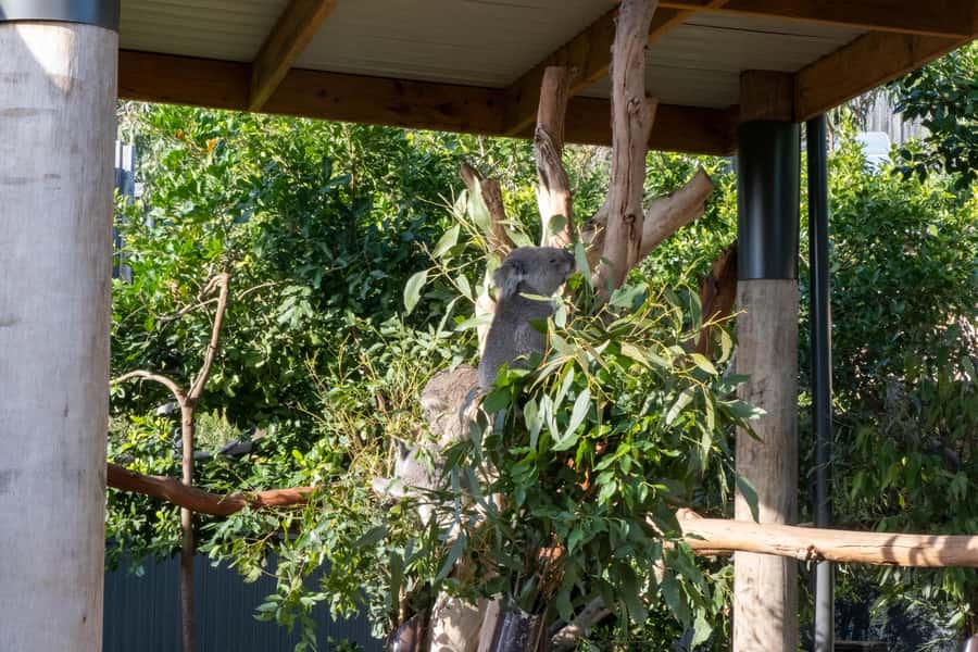 From Sydney: Blue Mountains, Sydney Zoo & Walking Tour - Value check: is $77 a smart buy for this Sydney-to-Blue-Mountains day?