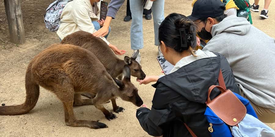 From Sydney: Blue Mountains, Sydney Zoo & Walking Tour - Sydney Zoo in the morning: kangaroos, native wildlife, and an easy start