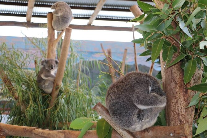 From Sydney: Blue Mountains with Zoo, Koala Photo & Scenic World - Cahill’s Lookout: One More Panoramic Photo Before You Return