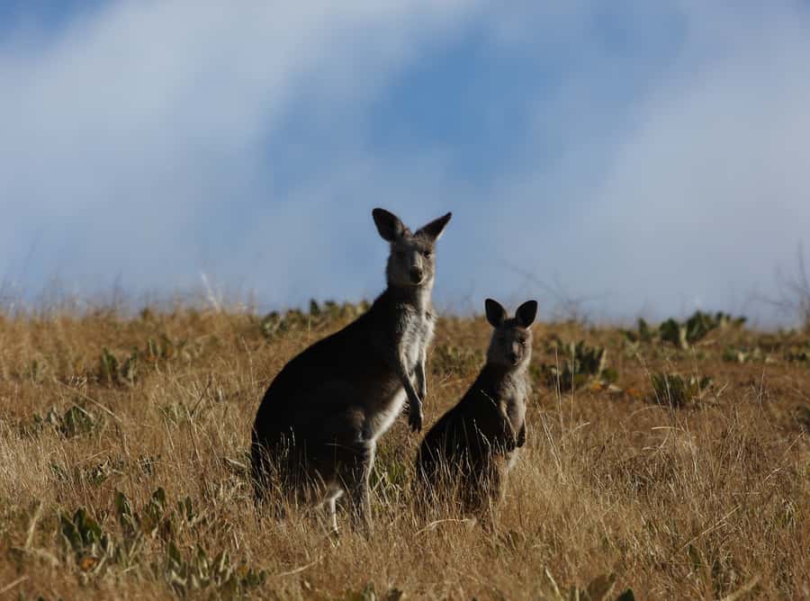 From Sydney: Canberra City Highlights and Floriade Day Tour - A 12-Hour Canberra Break from Sydney: What You’re Really Signing Up For