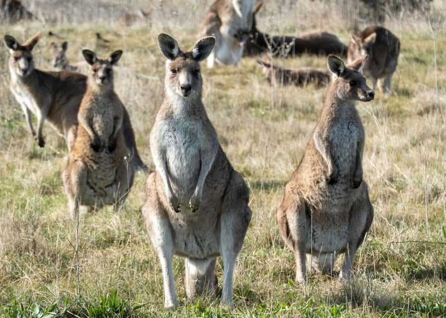 From Sydney: Full-Day Tour to Canberra - A one-day Canberra reset from Sydney