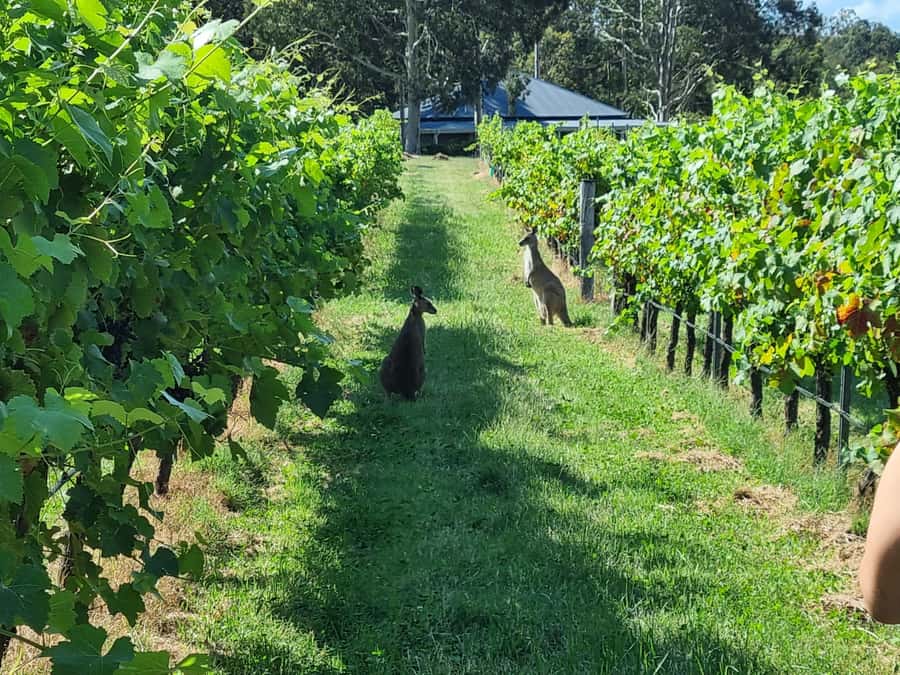 From Sydney: Hunter Valley Beer & Wine Group Tour - Lunch at the producer: choosing wine, beer, or soft drinks without slowing the day
