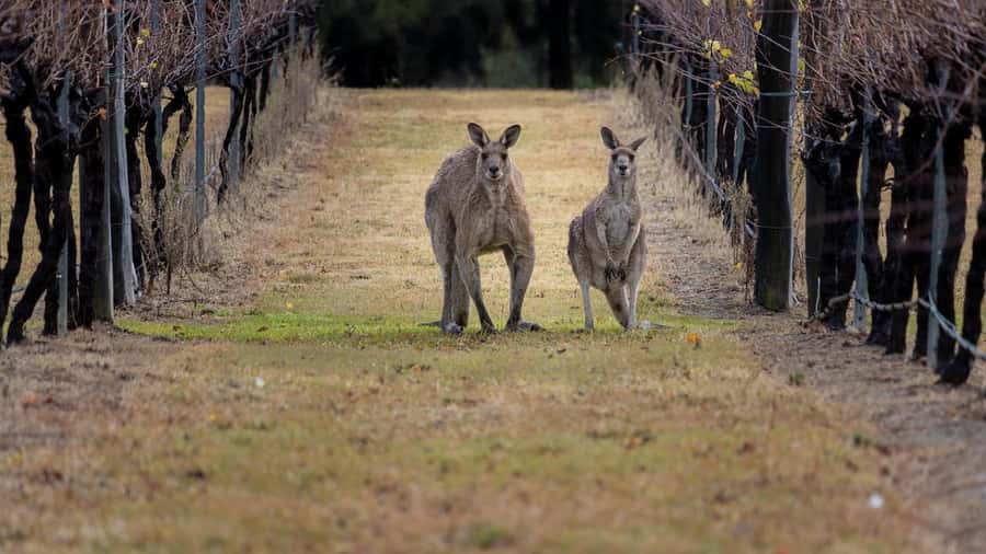 From Sydney: Hunter Valley Wine Tasting & Winery Picnic Tour - Quick hits before you go