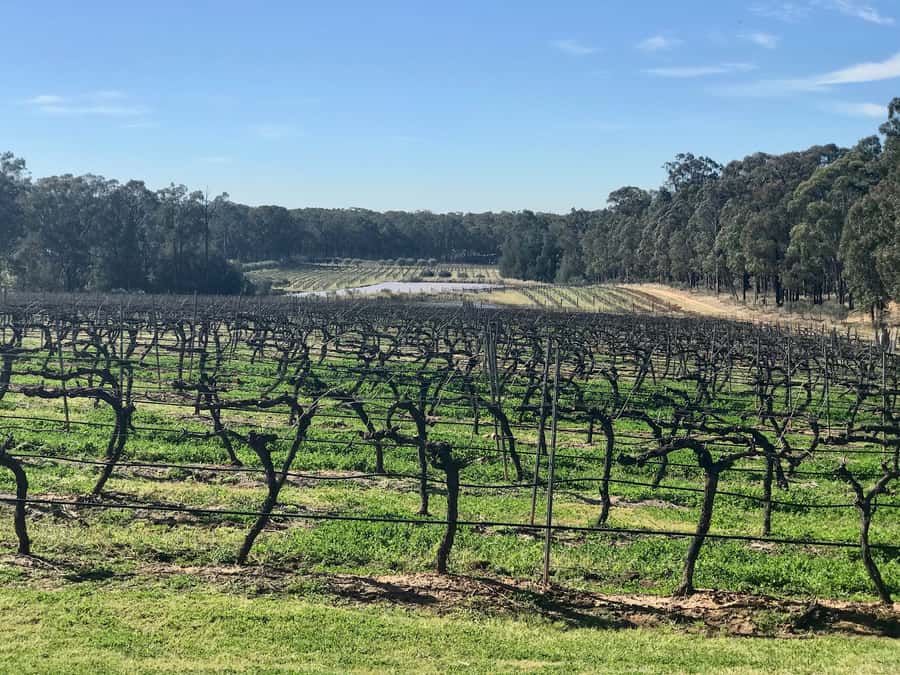 From Sydney: Hunter Valley Wine Tasting & Winery Picnic Tour - Two more rotating wineries: how to get value from Bimbadgen, De Bortoli, Tamburlaine, Draytons