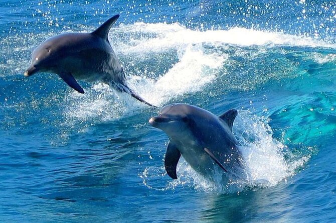 From Sydney: Port Stephens Dolphin, Koalas, Lunch & Sandboarding - Getting to Port Stephens: the Sydney-to-early-start trade-off