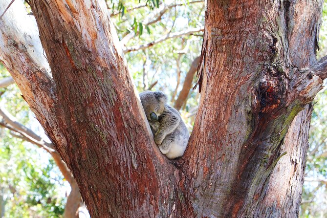 From Sydney: Port Stephens Dolphin, Koalas, Lunch & Sandboarding - Koalas at Port Stephens Koala Sanctuary: the part that feels meaningful