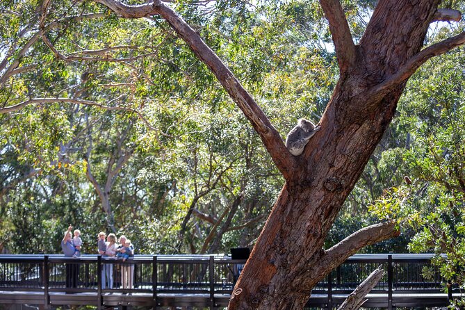 From Sydney: Port Stephens Dolphin, Koalas, Lunch & Sandboarding - 4WD Birubi Beach and Stockton sand dunes: where the sand gets everywhere