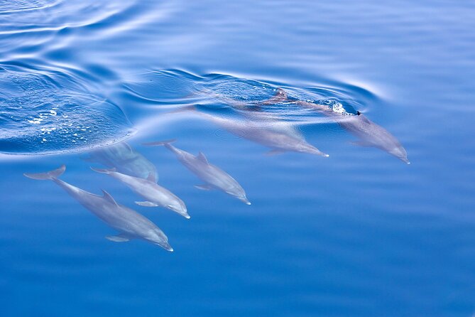 From Sydney: Port Stephens Dolphin, Koalas, Lunch & Sandboarding - What to pack so the day stays fun (not itchy)