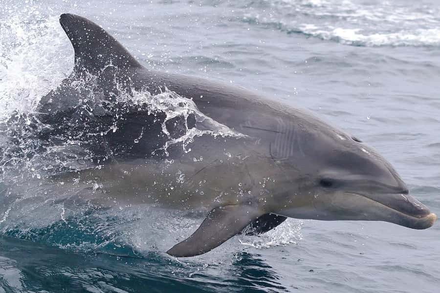 From Triabunna: Maria Island Cruise & Guided Walk with Lunch - Wildlife spotting on Maria Island: what you should realistically expect