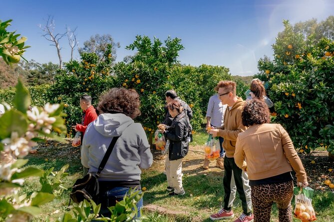 Fruit Picking & Nature Private Tour Yarra Valley & Warburton - Your Day Starts With Pickup And A Simple Plan