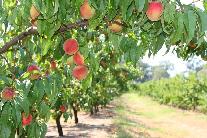 Fruit Picking & Nature Private Tour Yarra Valley & Warburton - Stop Two: Warburton Village Break Along The Yarra River