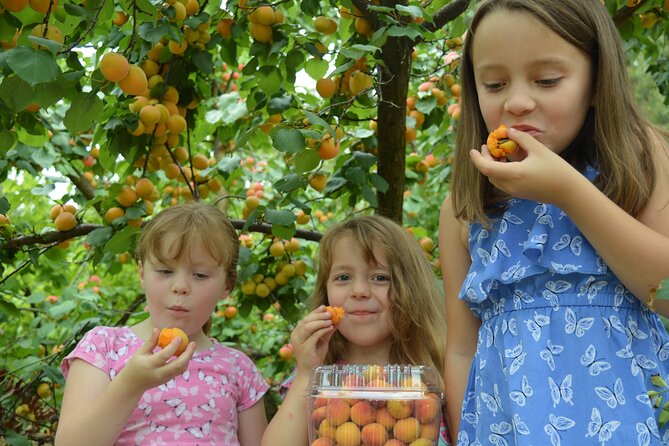 Fruit Picking & Nature Private Tour Yarra Valley & Warburton - Group Size, Privacy, And How That Affects Your Comfort