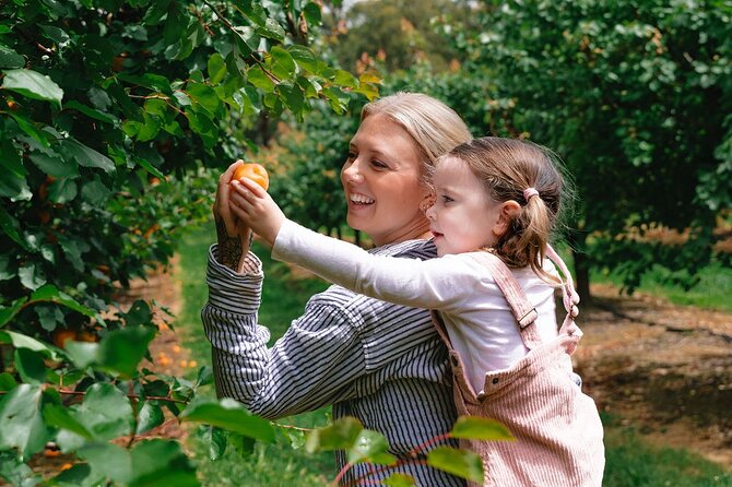Fruit Picking & Nature Private Tour Yarra Valley & Warburton - What To Bring (So You Enjoy It, Not Just Survive It)