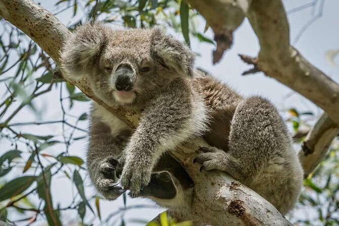 Full-Day Great Ocean Road and 12 Apostles Sunset Tour from Melbourne - Anglesea stop: a short stretch break that helps you handle the long day