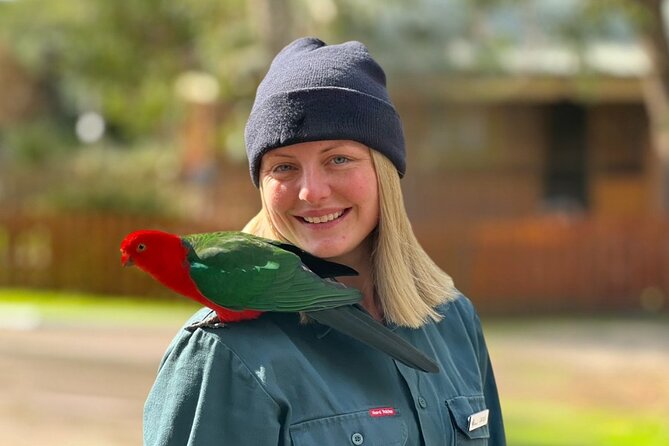 Full-Day Great Ocean Road and 12 Apostles Sunset Tour from Melbourne - Kennett River for koalas: a wildlife stop with a real chance