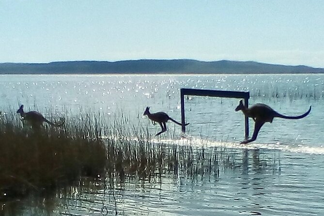 Full-Day Guided Noosa Everglades Kayak Tour - Timing, Meeting Point, and How the Day Flows
