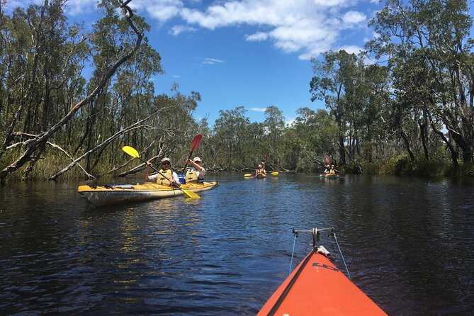 Full-Day Guided Noosa Everglades Kayak Tour - Wildlife You Can Actually Spot From a Kayak
