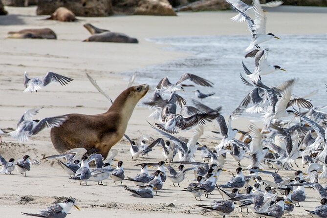 Full-Day Kangaroo Island Experience Departing from Kangaroo Island - Kangaroo Island Highlights in One Day: What This Tour Actually Delivers